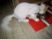 svetlana130809a